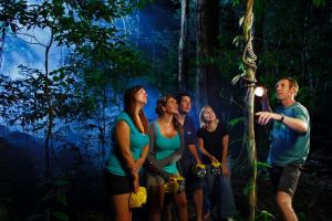 Daintree Rainforest Night Walk from Cape Tribulation - Yamba Accommodation