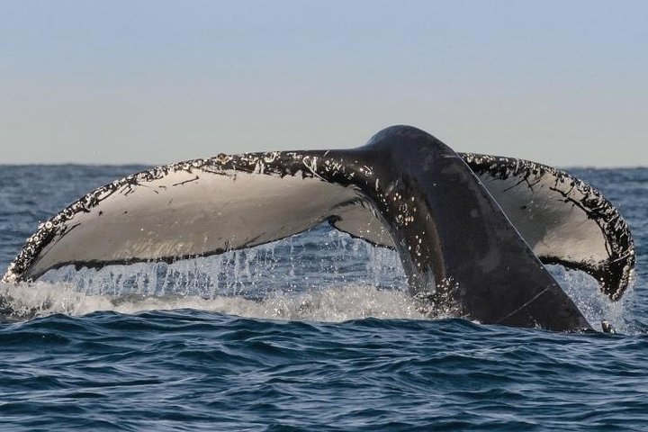 Sydney Whale-Watching Cruise Including Lunch or Breakfast - Yamba Accommodation